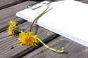 Klemmbrett mit zwei Löwenzahnblumen