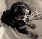 Foto von Therapiehund Merlin Bild von Therapiehund Merlin