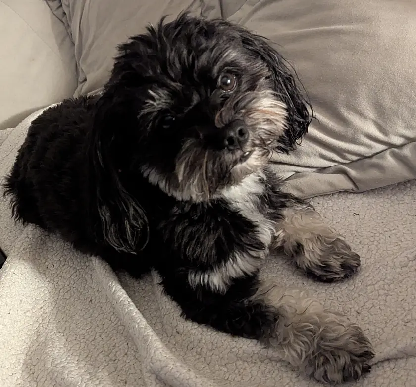 Bild von Therapiehund Merlin