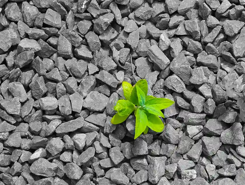 eine Pflanze kämpft sich durch Schotter