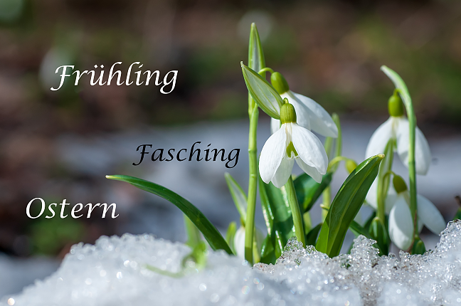 Schneeglöckchen im Schnee