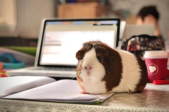 Ein Hamster sitzt vor einem Laptop